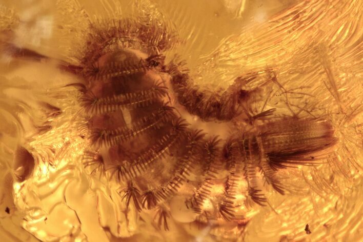 Fossil Soft Millipede and True Midge in Baltic Amber #272111